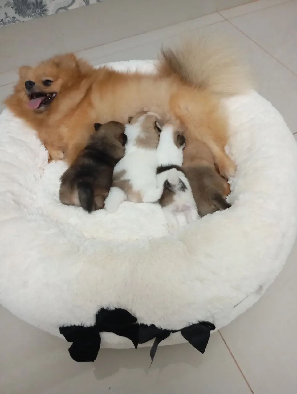 filhotes Lulu da Pomerânia