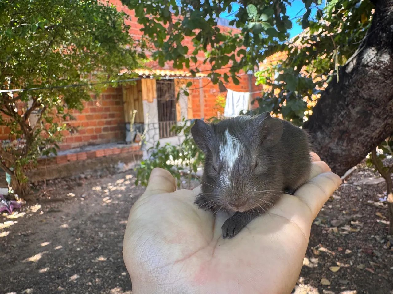Porquinho da Índia  - Foto 3