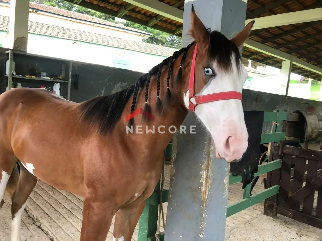 Chácara em Rua São Josemaria Escrivá - Colônia Murici - São José dos Pinhais/PR - Foto 14