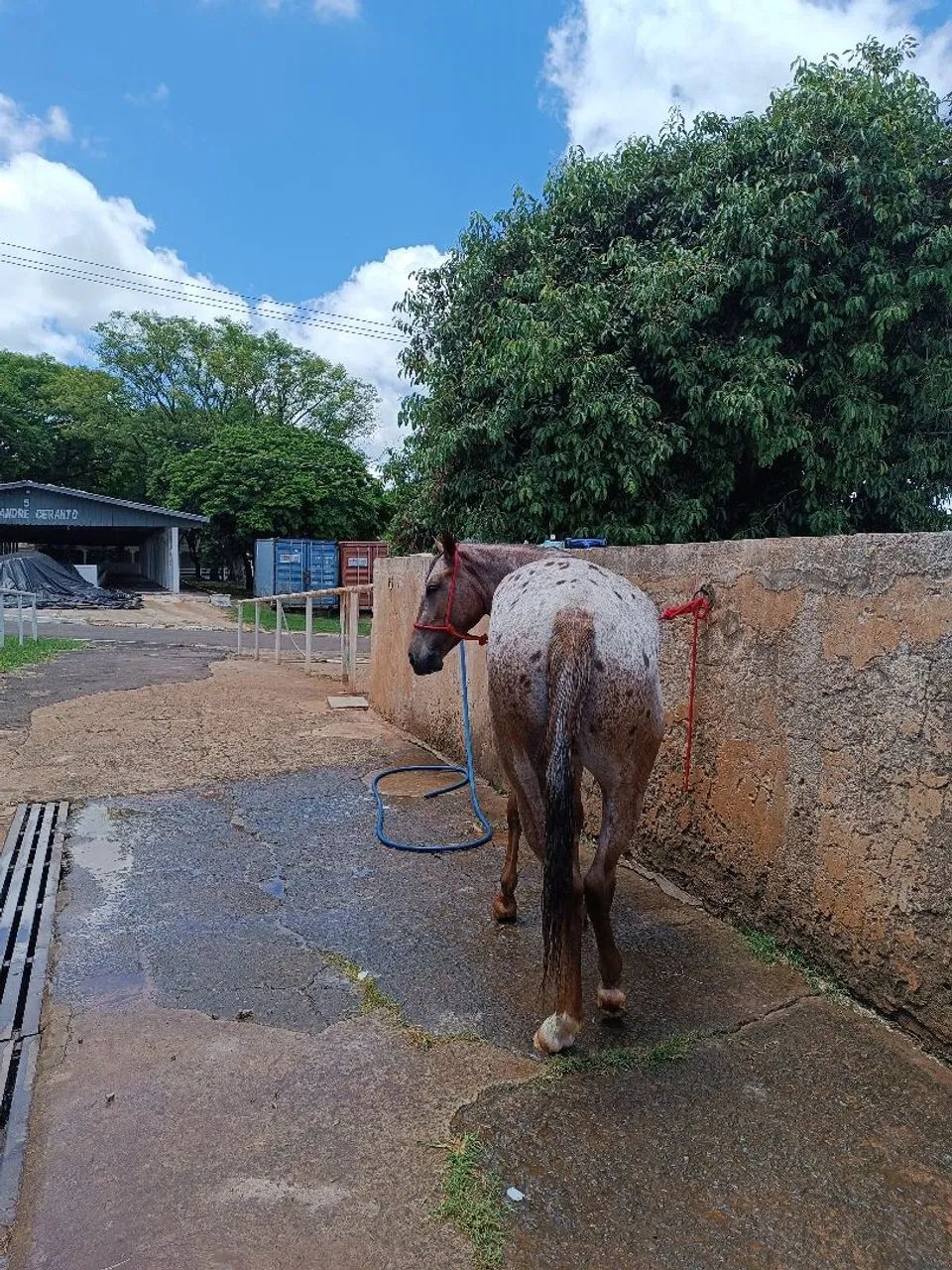 Vendo égua appaloosa - Foto 3