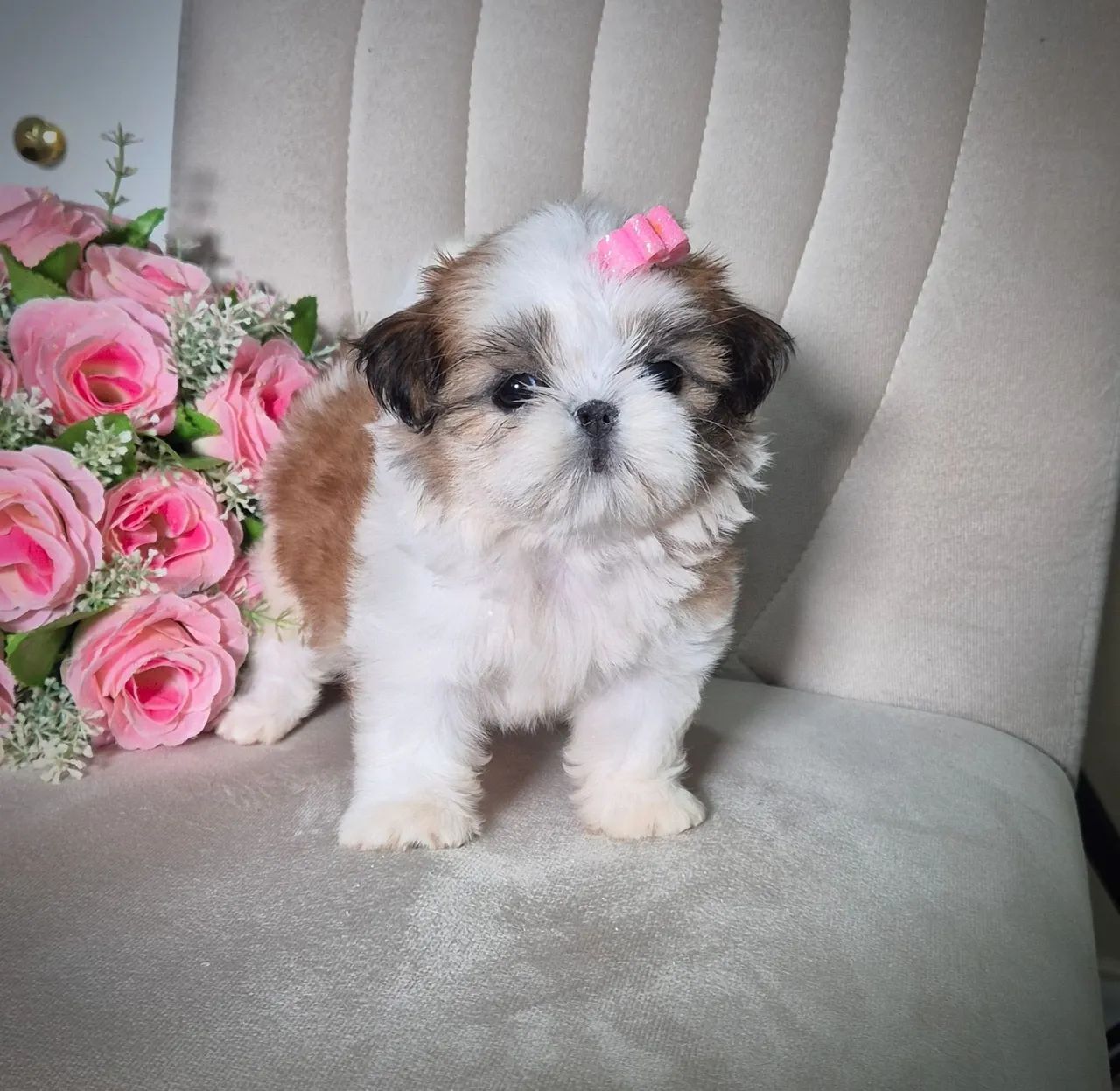 Filhote de Shih tzu - Foto 4