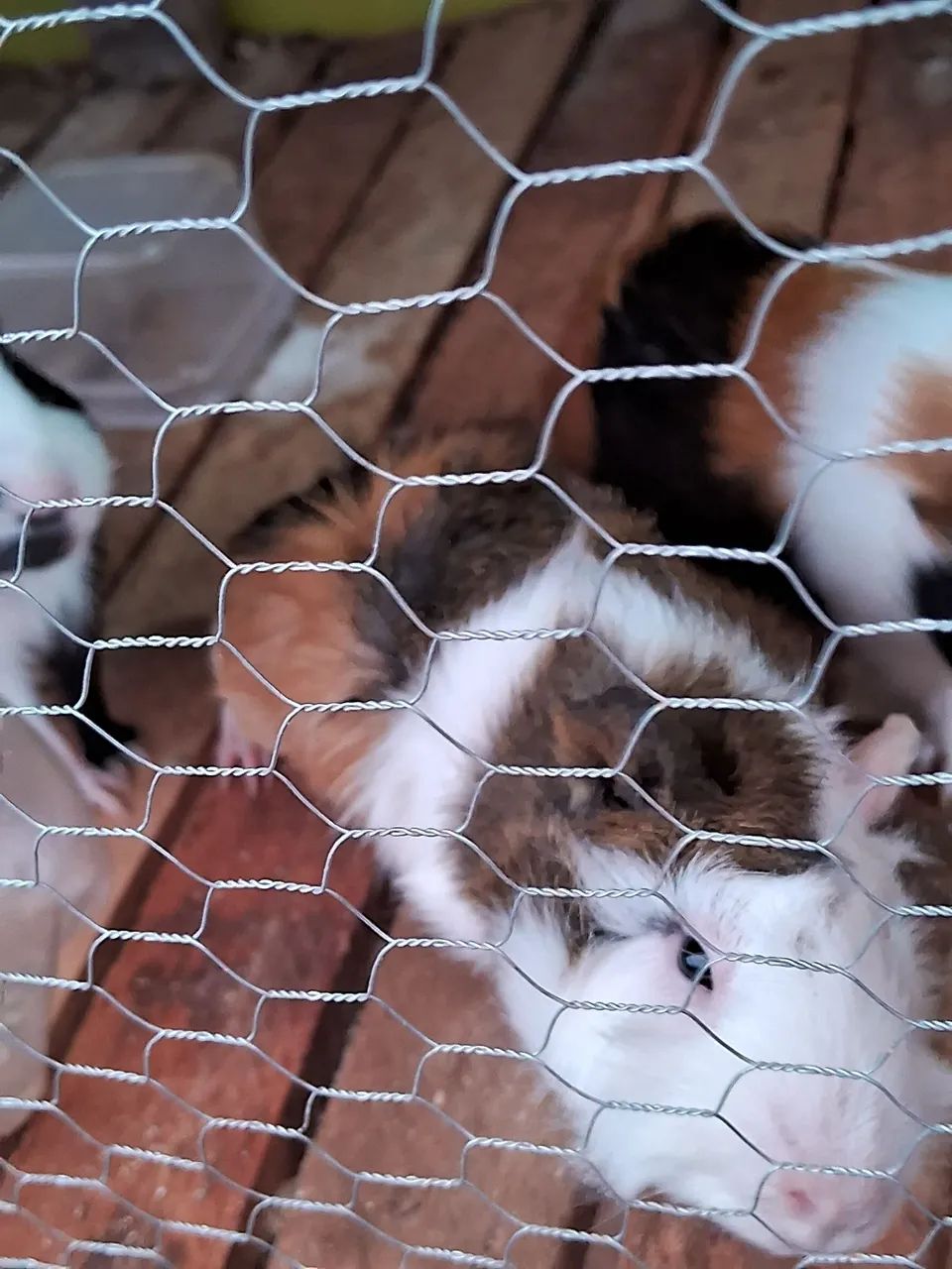 Porquinho macho - Foto 5