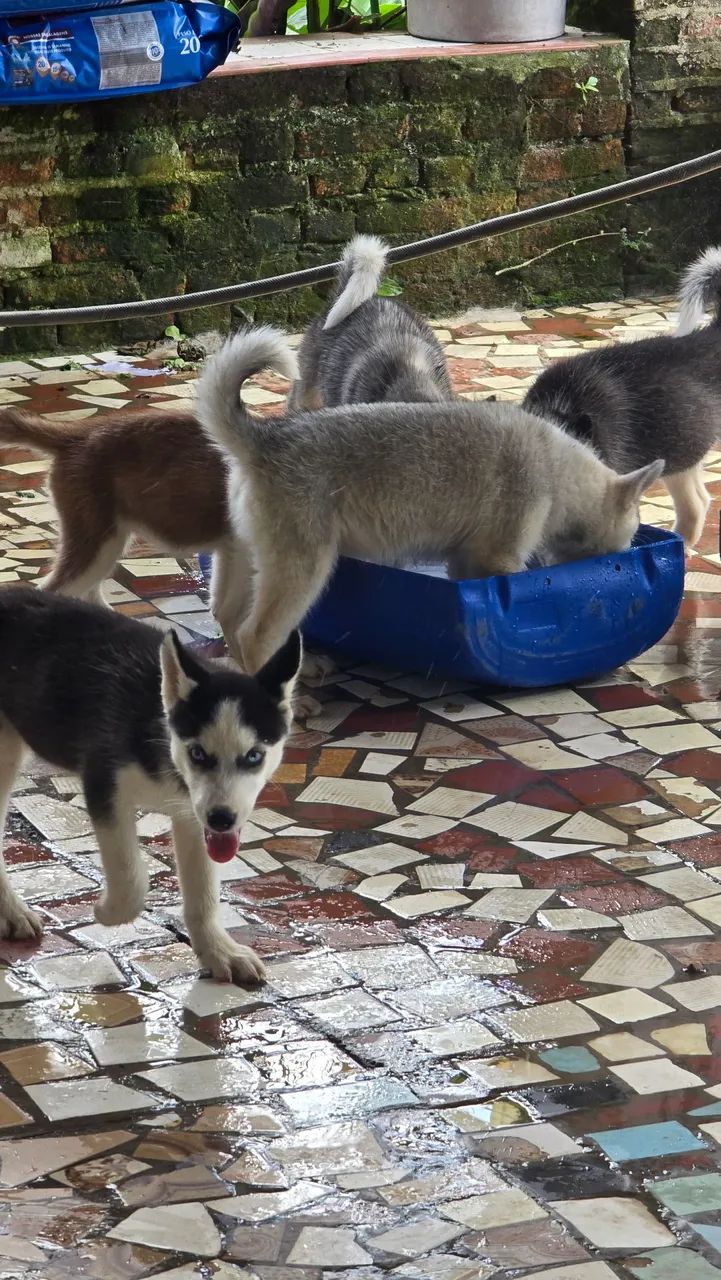 Filhotes de Husky Siberiano fêmeas  - Foto 5