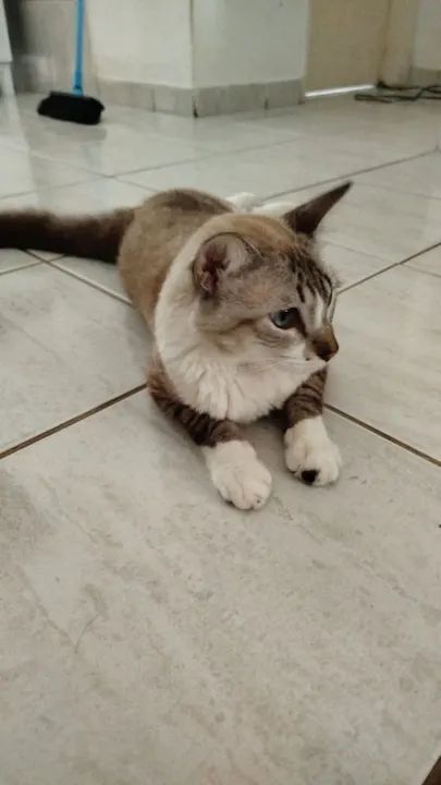 Gato Persa disponível para adoção - Foto 6
