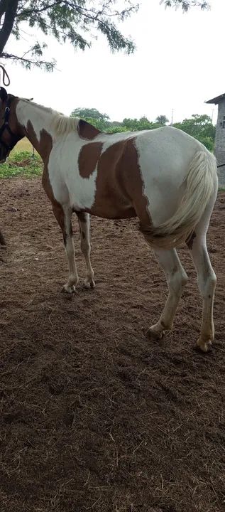 ÉGUA À VENDA  - Foto 5