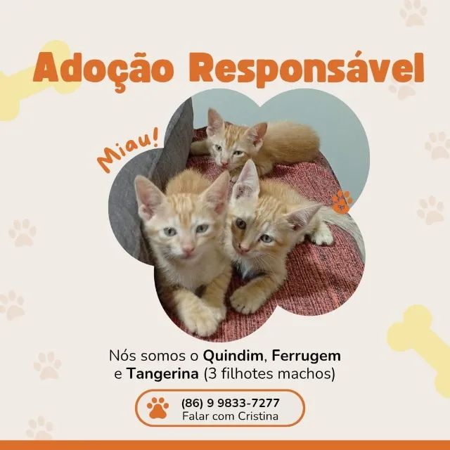 Filhotes de gato para adoção responsável