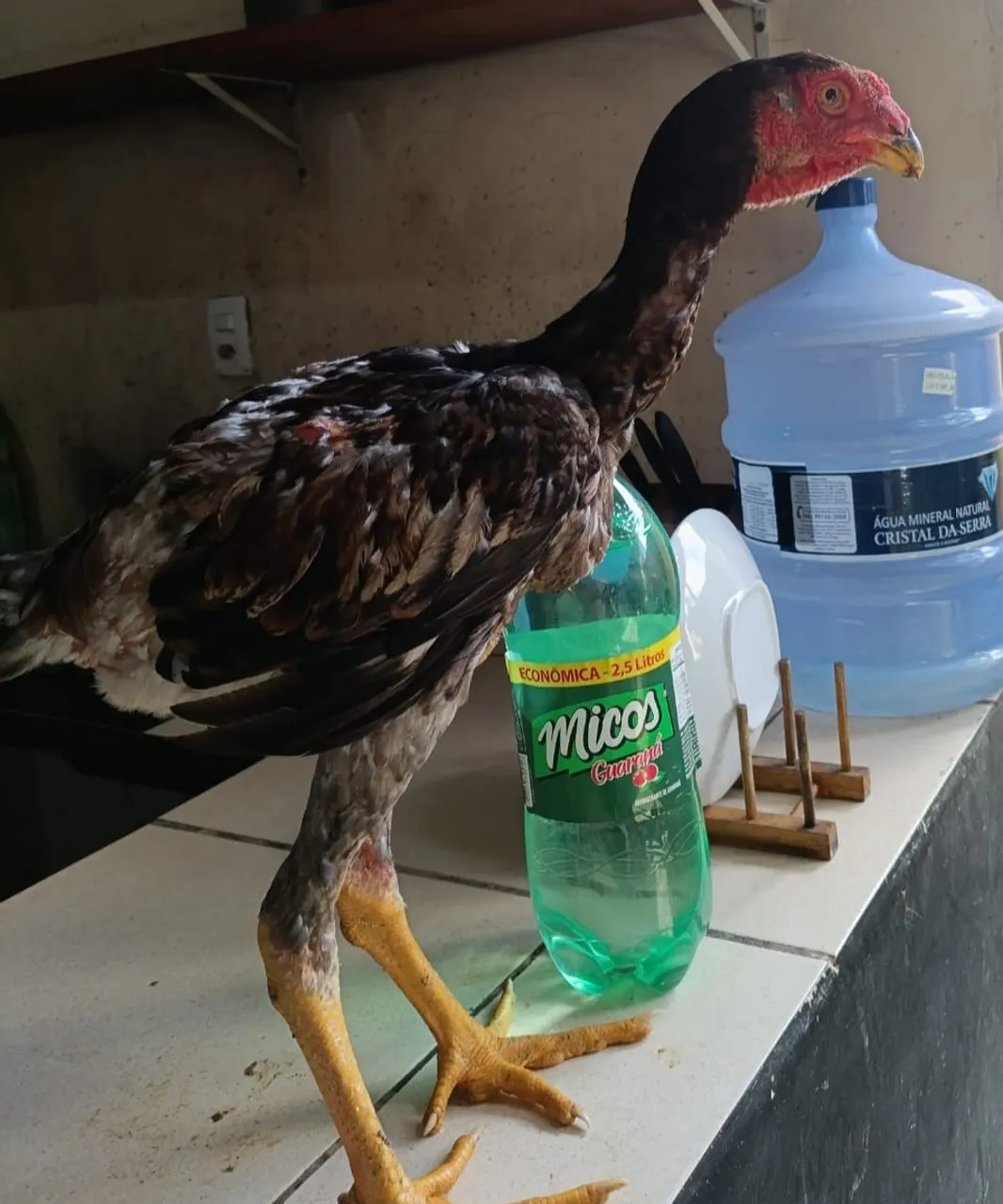 Galo Índio Gigante 