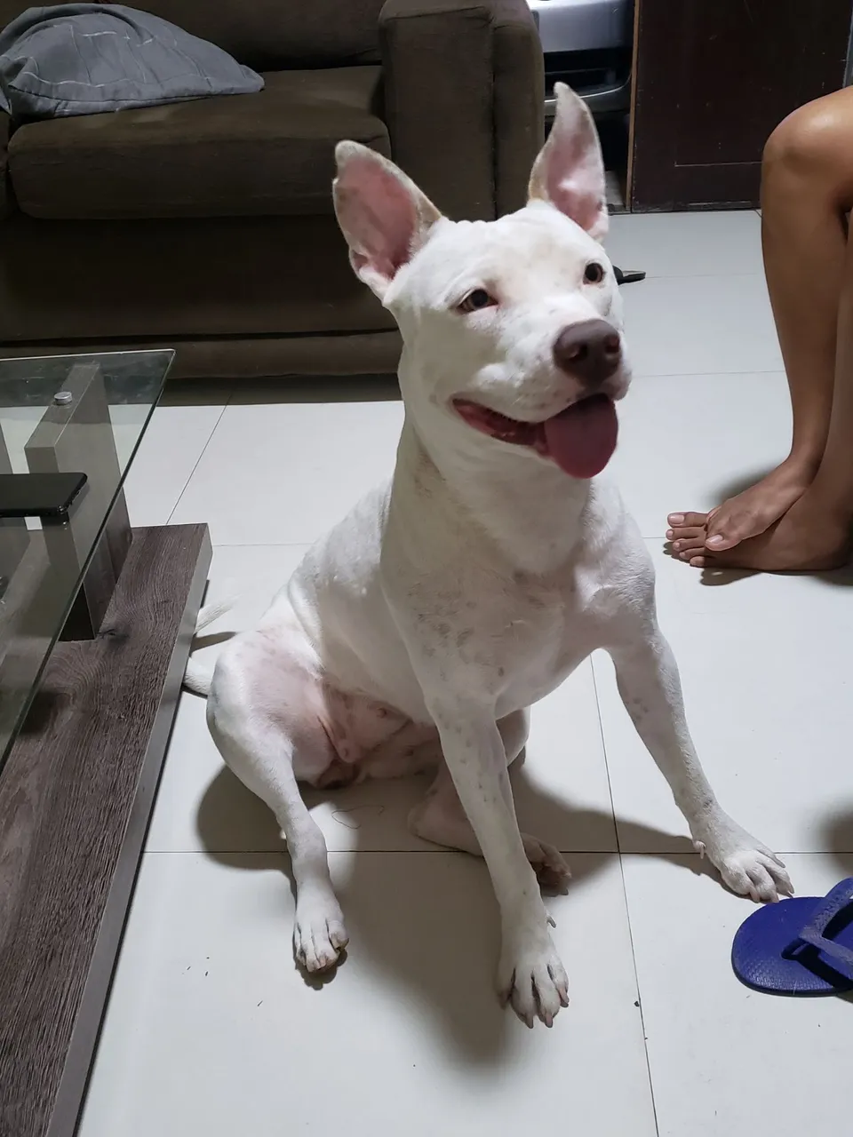 Pitbull Fêmea - Branco