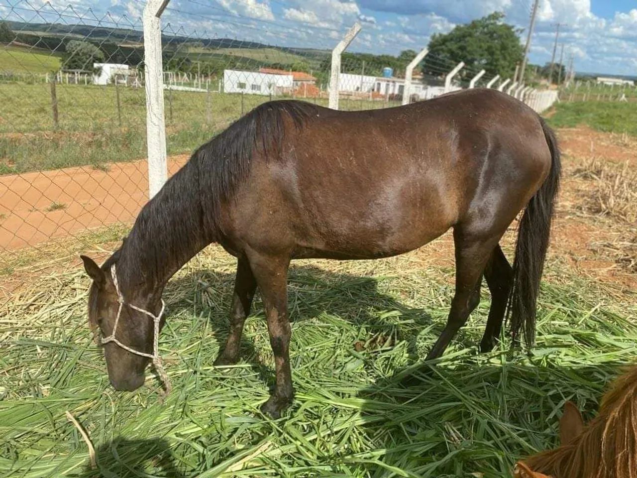 Egua por 800 reais!! (Aceito oferta) 