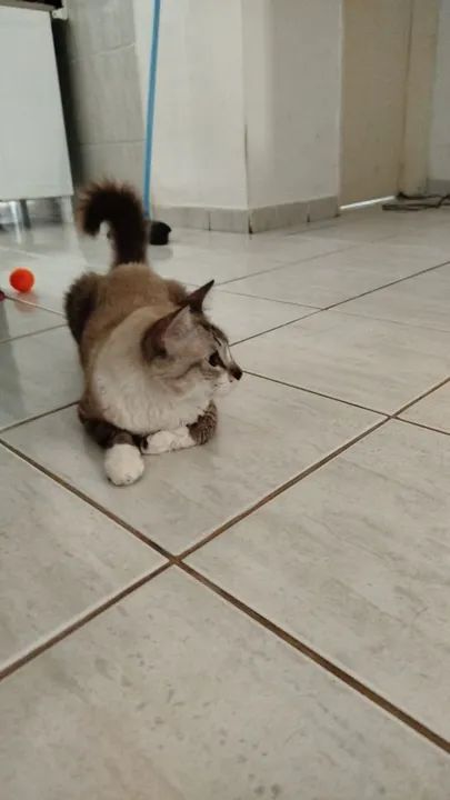 Gato Persa disponível para adoção - Foto 3