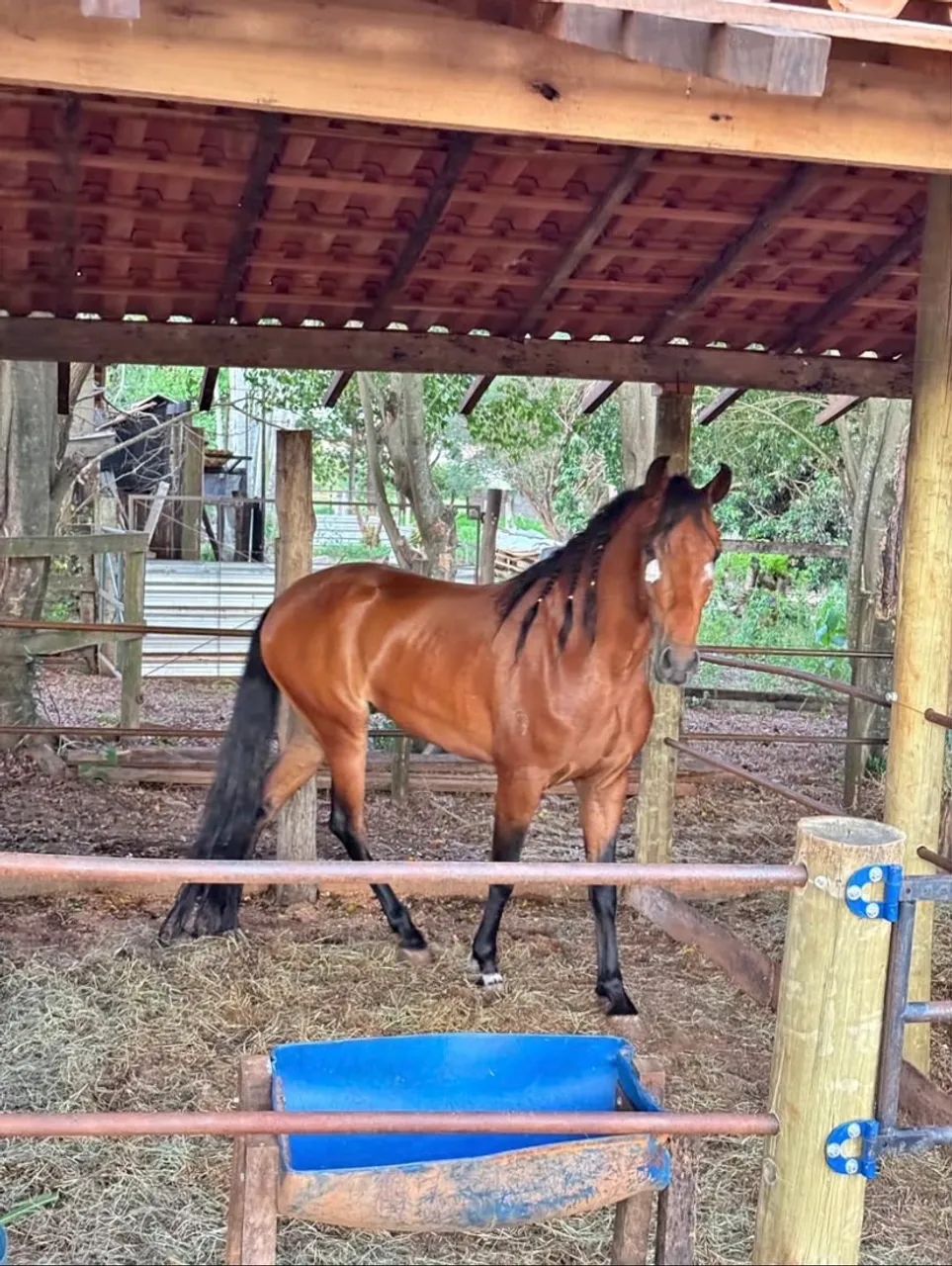 DOA SE CAVALO  - Foto 2