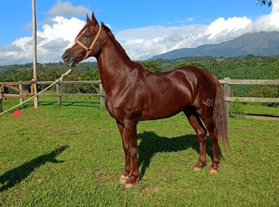 Cavalo Garanhão Mangalarga Marchador