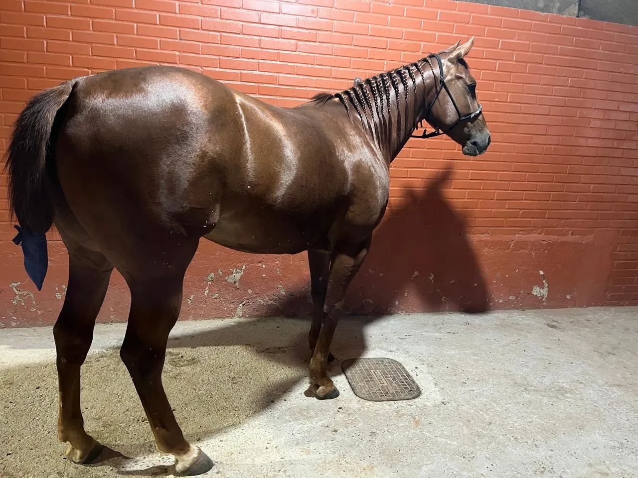 Égua registrada a venda. Quarto de milha  - Foto 3