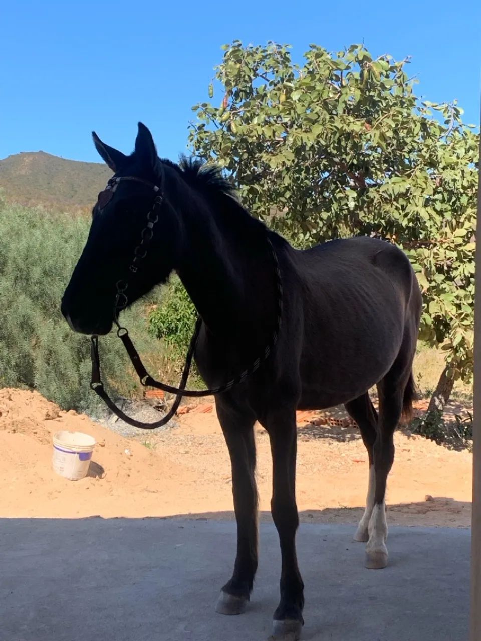 Cavalo para agropecuária - Foto 3