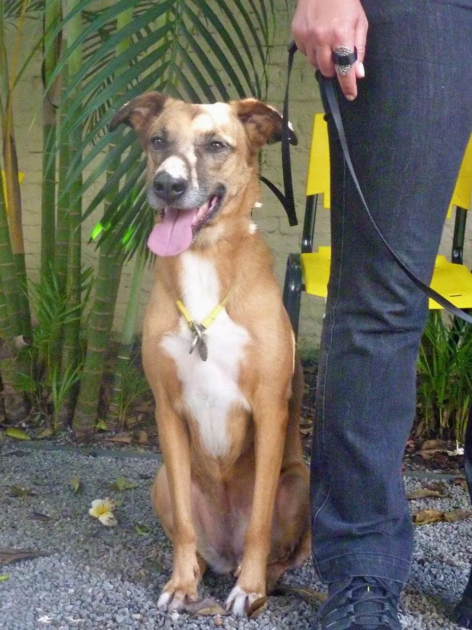 Passeador de cachorro
