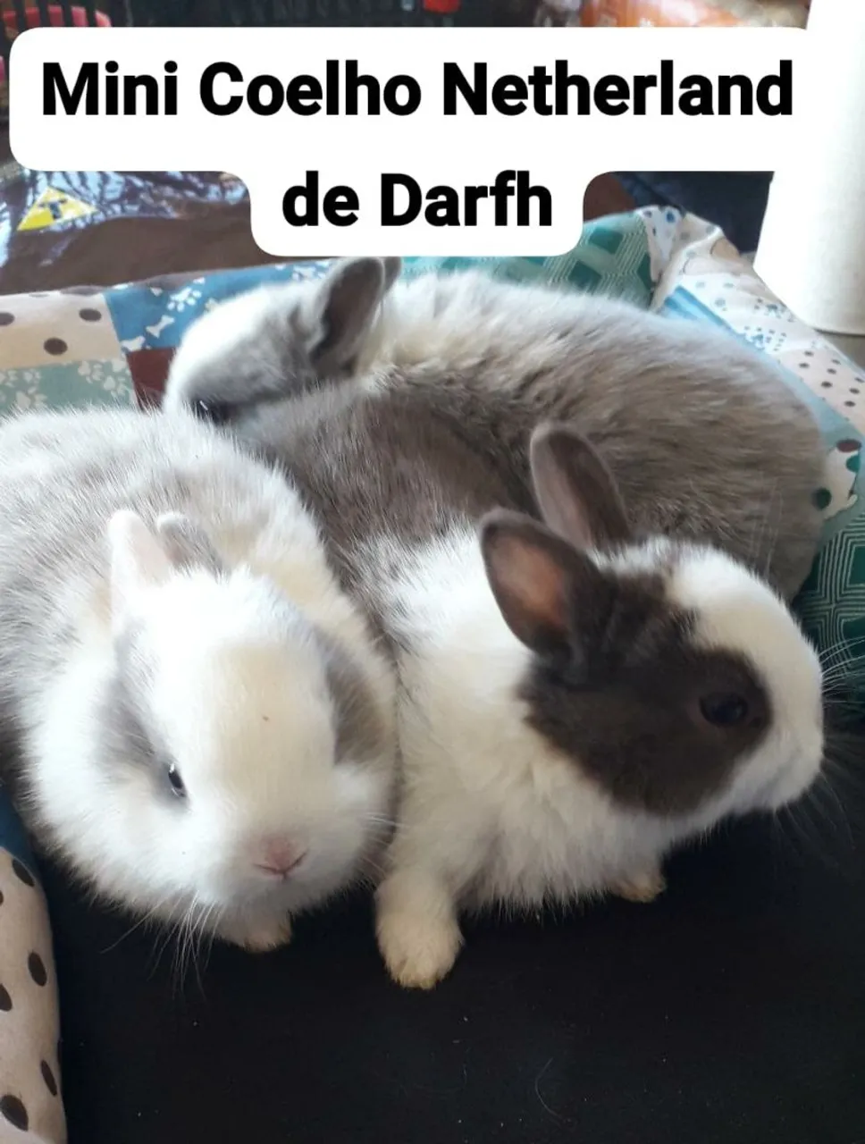 Mini Coelhos Netherland de Darfh - Filhotes Fofinhos