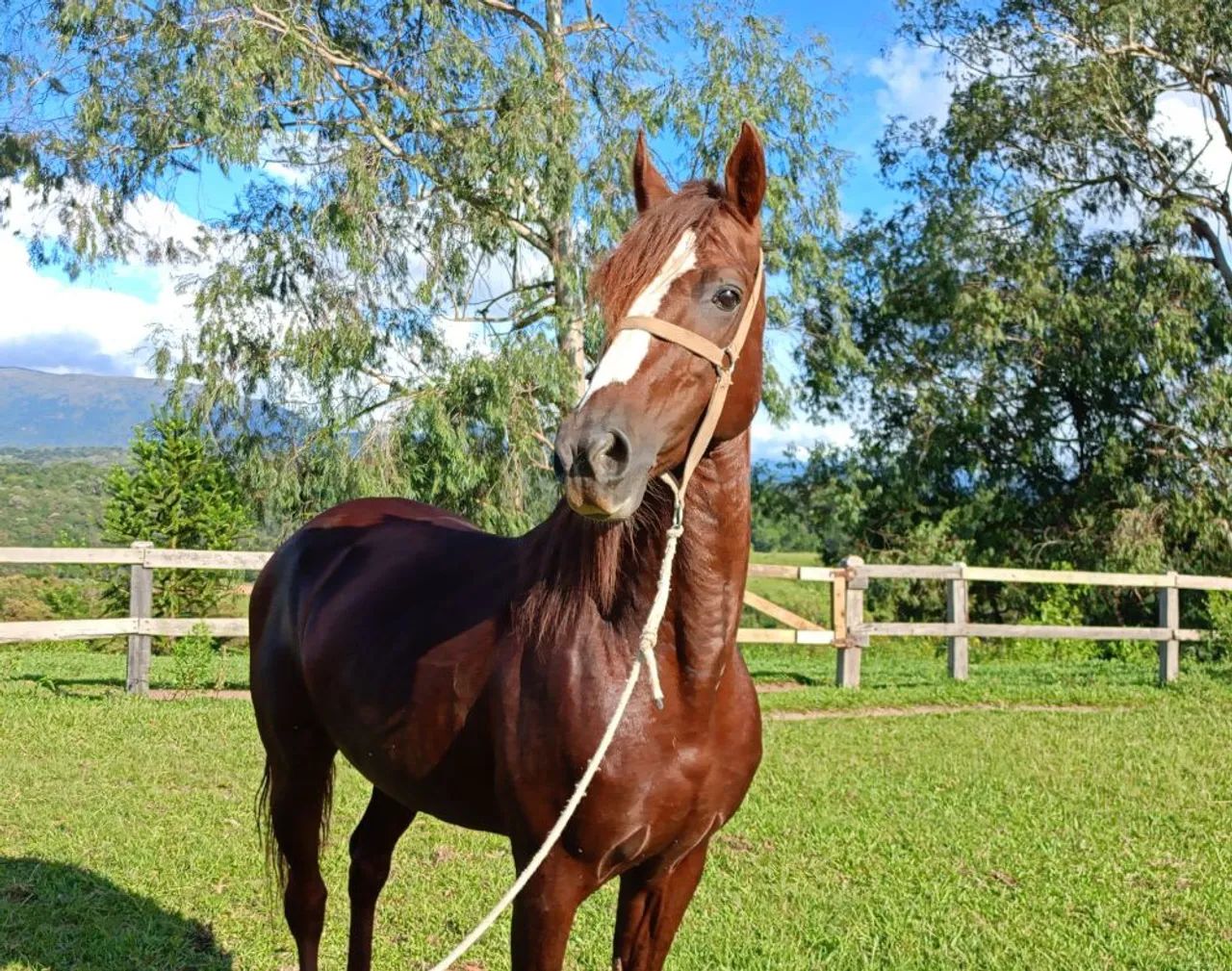 Cavalo Garanhão Mangalarga Marchador - Foto 2