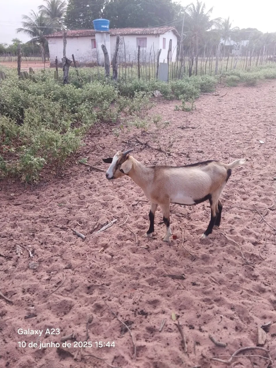 Caprinos a venda