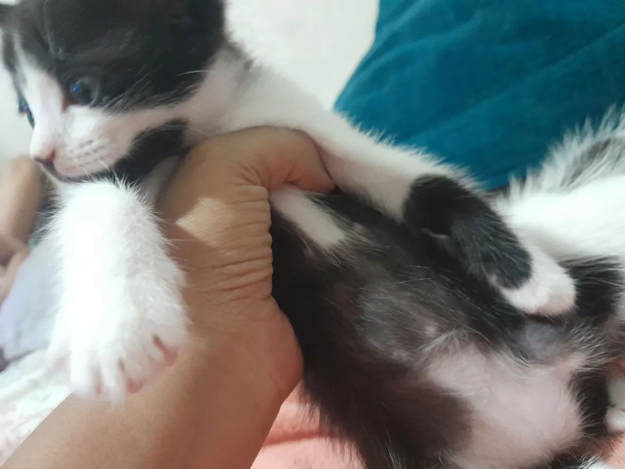 adoção de gato - Foto 2