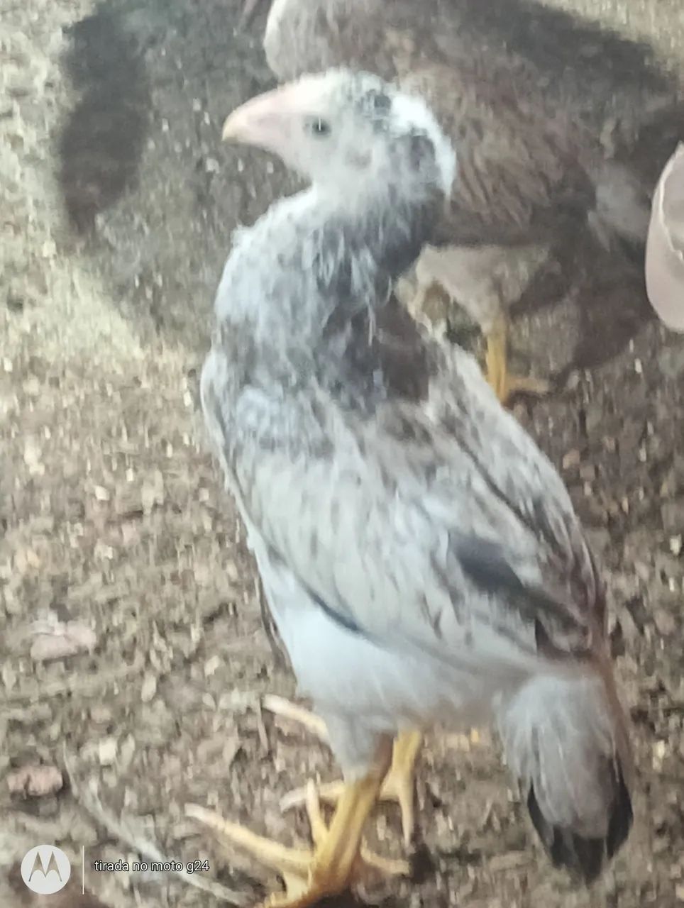 Franga índio Gigante Branco e preto. - Foto 2