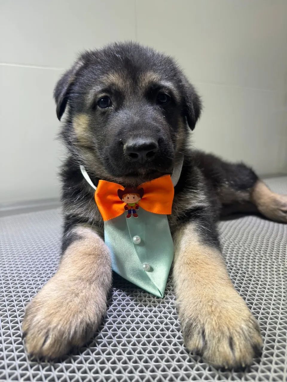 Filhotes de pastor alemão com pedigree - Foto 2