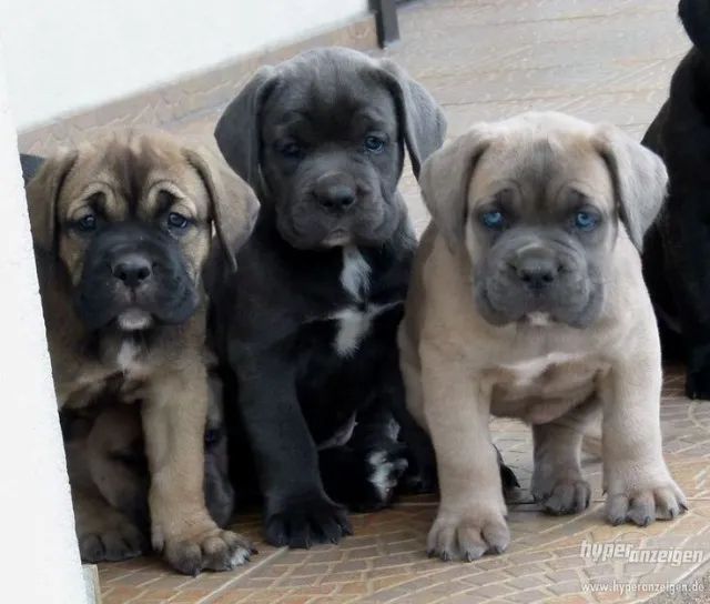 Cane Corso - Força e Lealdade!