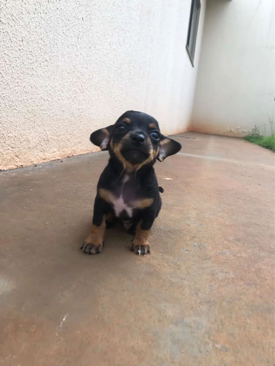 Pintcher 1  - Foto 2