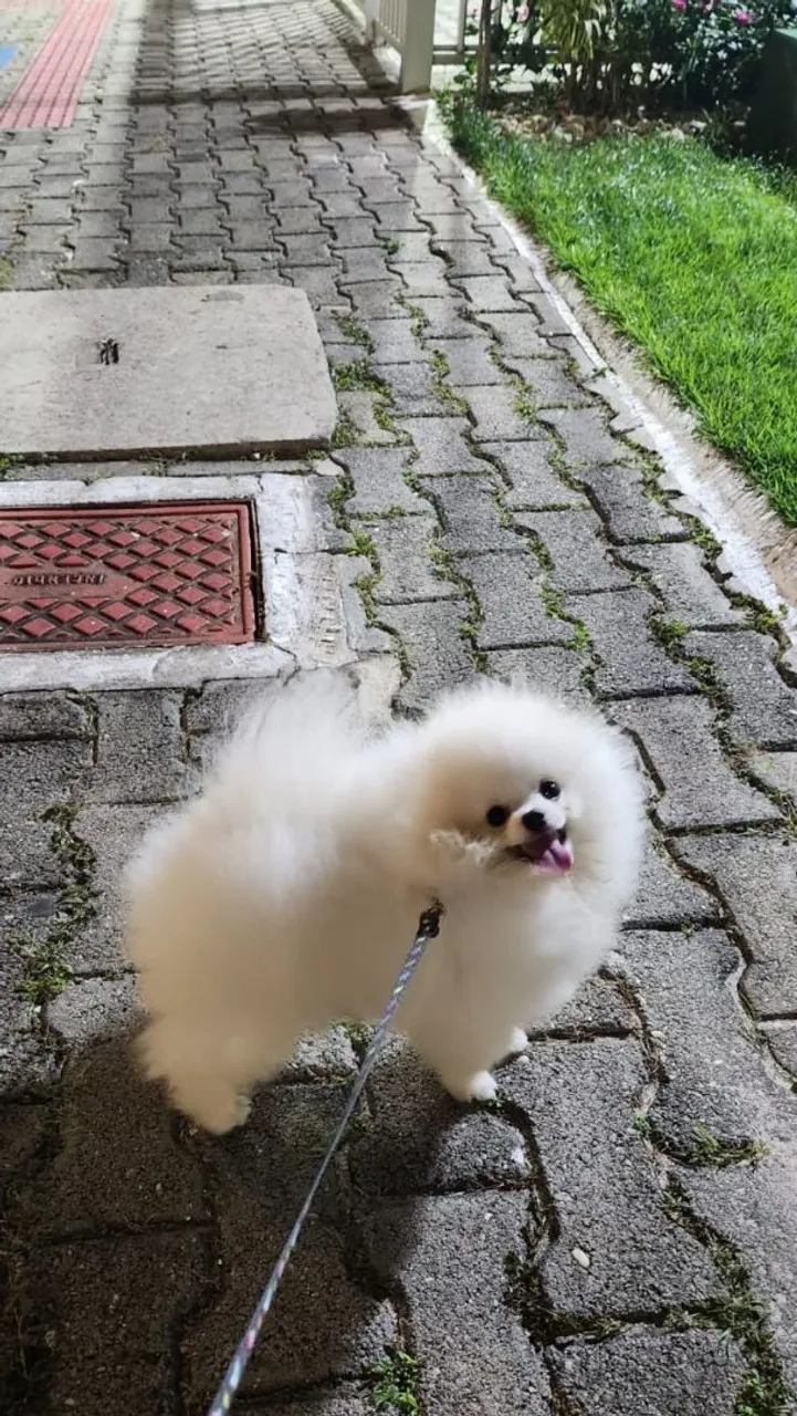 Lulu da Pomerânia 