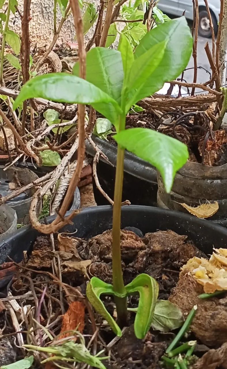 Muda de Cajueiro Prontas para Plantio - Foto 4