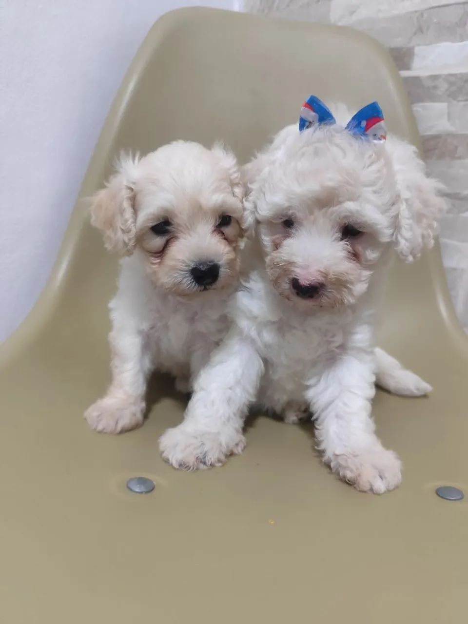 Casal de poodle 