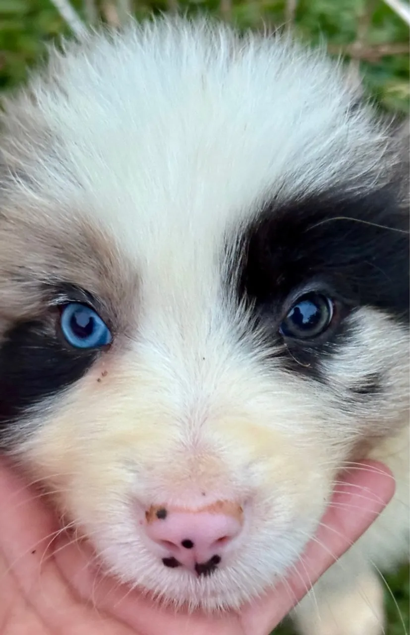 Filhotes de Border collie