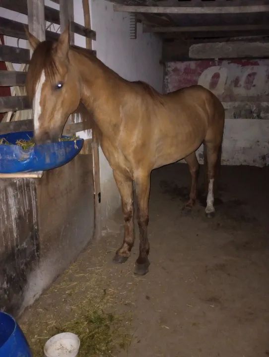 Cavalo mangolino - Foto 2