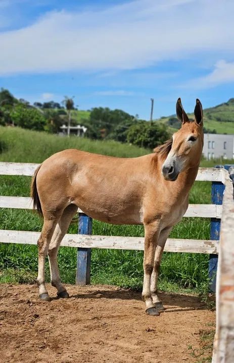 Mula mansa de confiança!