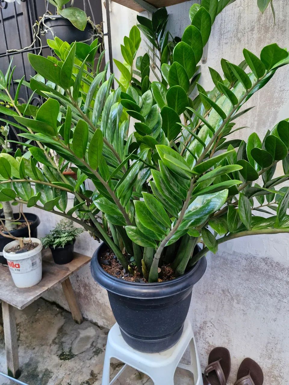 Plants