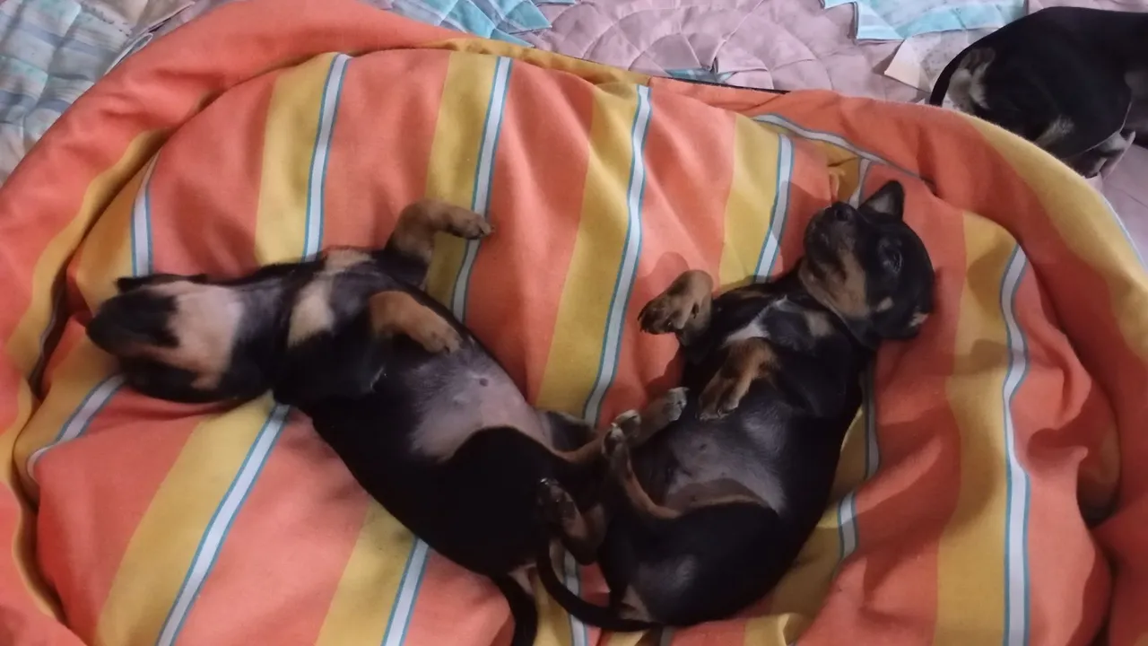 Filhotes de Pinscher para venda