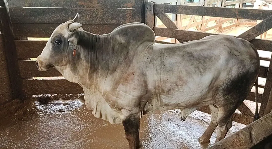 Toro Nelore Reprodutor, região Itapuã.