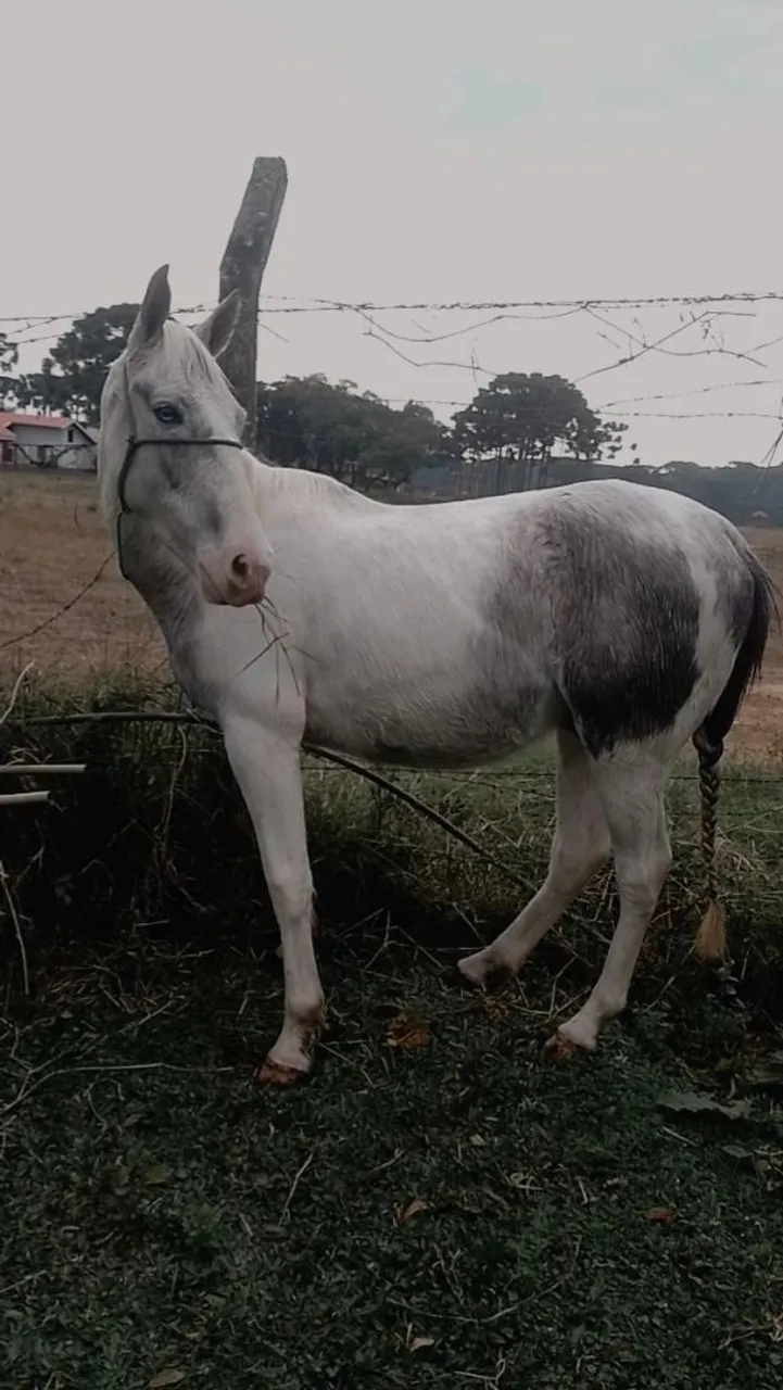 Paint horse com mangalarga