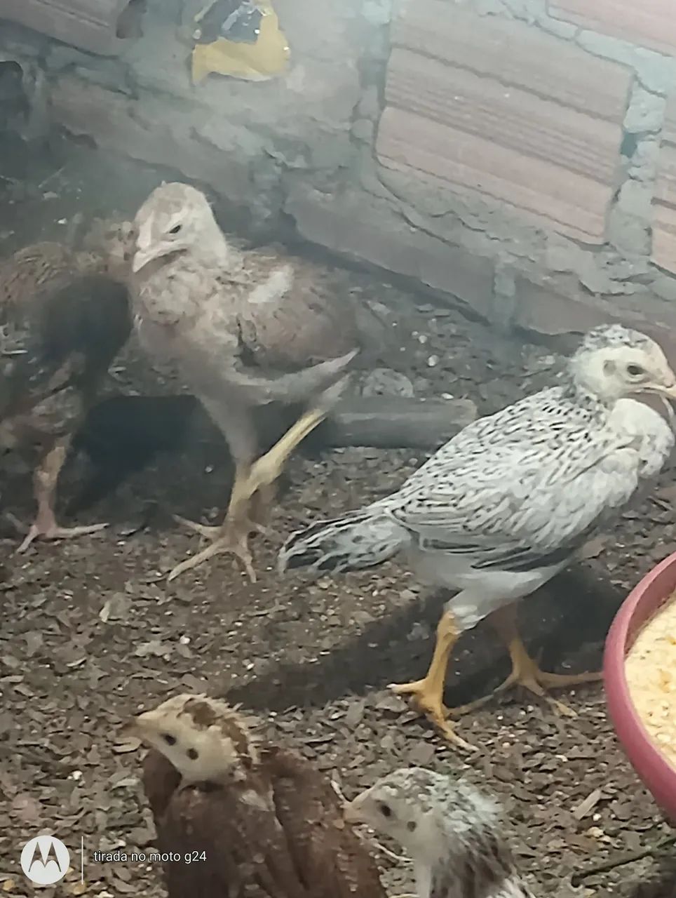 Franga índio Gigante Branco e preto. - Foto 4