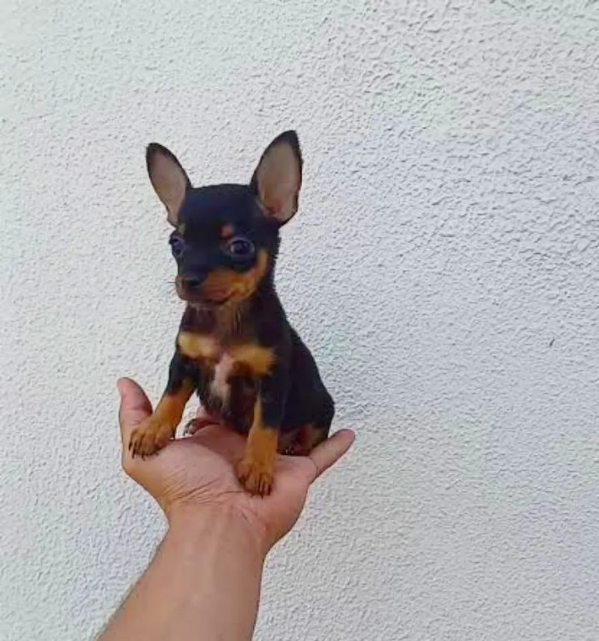 "pinscher branco" - Cachorros no Brasil