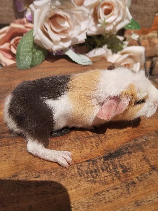 Filhotes de porquinhos Coronet  - Foto 4