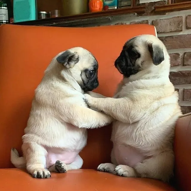 Filhotes Belissimos de Pug Ja Disponiveis