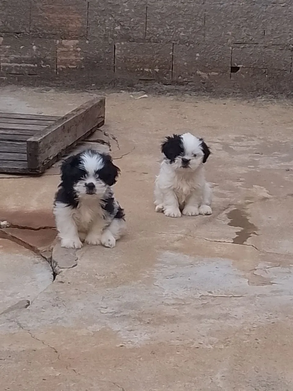 Vendo cachorro mini shitzu