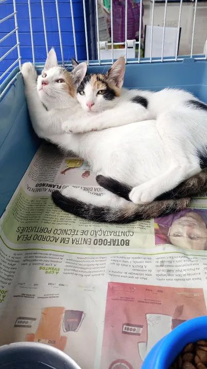 Filhotes com Castração garantida, vermifugadas e com a primeira dose de vacina para adocao - Foto 5