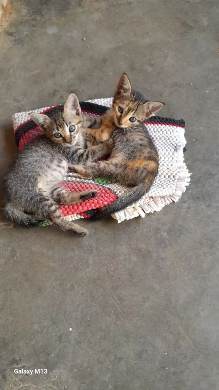 Gatinhos pra adoção