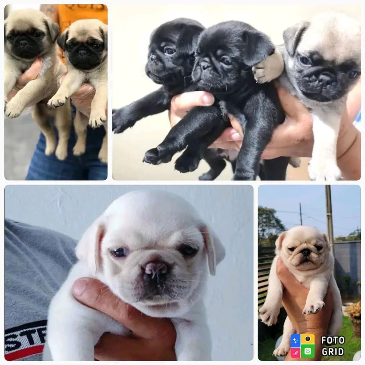 Filhotes de Pug  - Foto 2