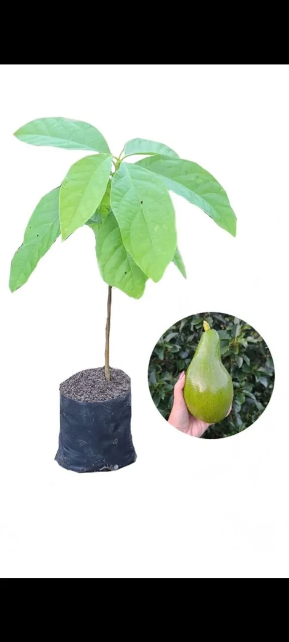 Muda de Abacate - Producao Garantida!
