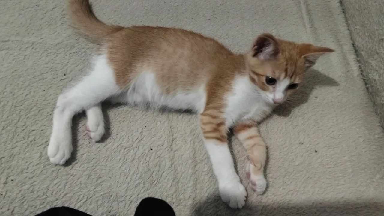 Gata para adoção  - Foto 4