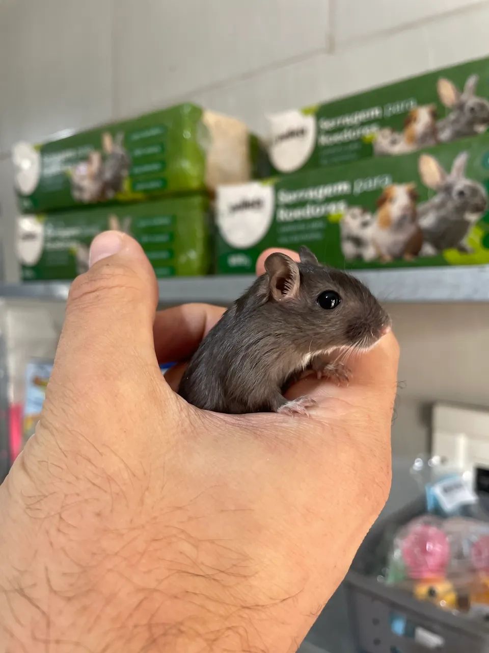 Gerbil filhotes