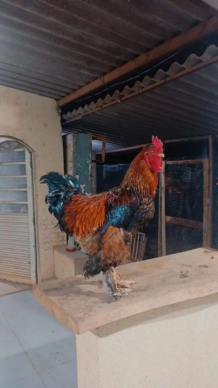 Galo brahma  - Foto 2