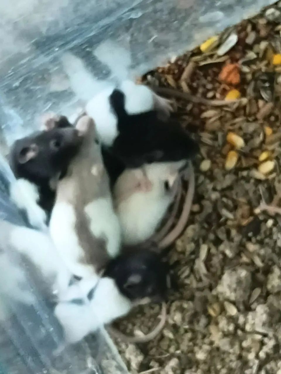 Filhotes de ratos twister  - Foto 2